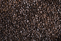 Coffee 101: A Beginner's Dive into the Brewed Universe