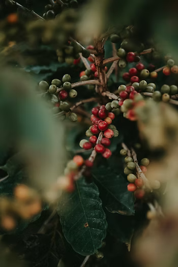 From Ancient Rituals to Modern Mugs: The Captivating History and Origin of Coffee